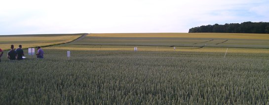 Weizenfeldtag vom 18.06.2019