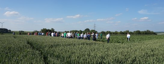 Weizenfeldtag vom 13.06.2017