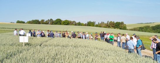Weizenfeldtag vom 16.06.2015