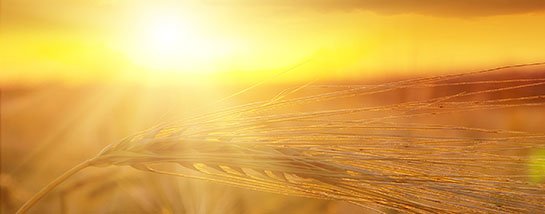 Landwirtschaft